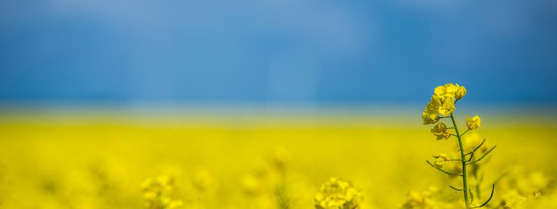 Internationalisera en innovation